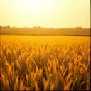 Los Que Vinieron a Soñar (The Ones Who Came to Dream)