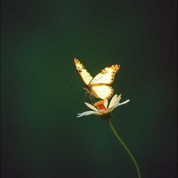 The Day I Let You Go