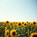 Три роки в диню