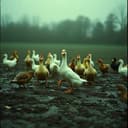 Ducks, Loss, and Fury