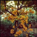 Kalbimin Oğuz Bayatı