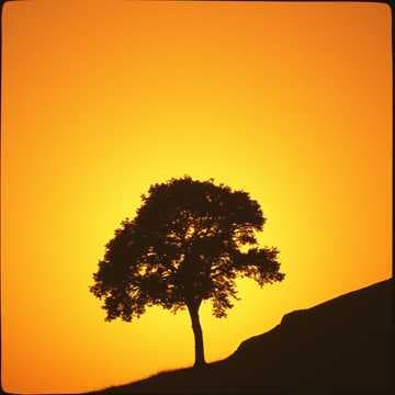 Farewell to the Sky