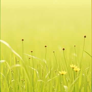 Whispers of the Meadow
