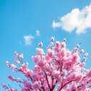 봄이 피어납니다