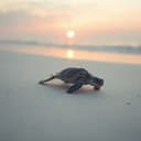 Nunca la dejaré de amar