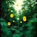 Hemp Shirts and Jute Shoes