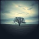 In the Shadows of Memory