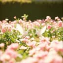 Les Colombes et les Rêves