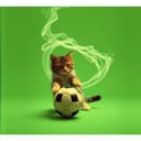 Nicole's Pleziertjes