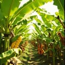 Чопмкс бананов