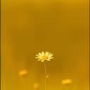 Vânia, Você é Incrível