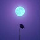 Shadows of My Regret