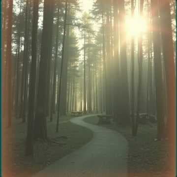Waldlicht-Ausflug