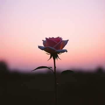 Wie eine Rose