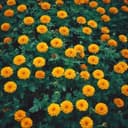 Marygold and Silverthorns