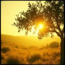 Huile d’Olives d’Adrien