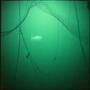 Frank - Fishmonger |  Vol 1