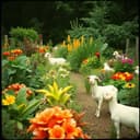 Une Ferme pour Nos Collégiens