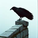 Pjesma o vojvodi Iliji II