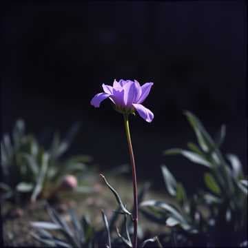 My dearest death part 1